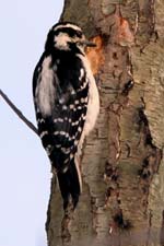 Hairy Woodpecker � Dave Lewis