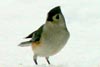 Tufted Titmouse  Dave Lewis