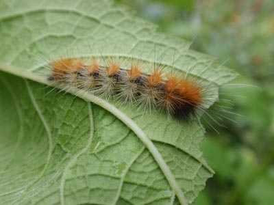 Virginia Tiger Moth Larve