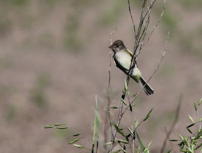 Willow Flycatcher