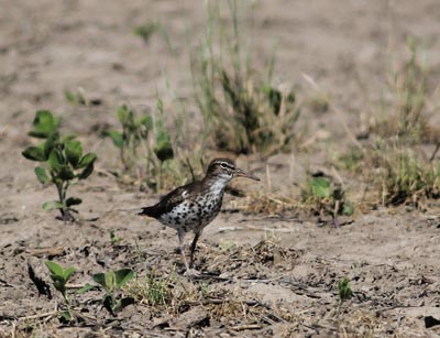 Spotted Sandpiper