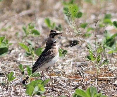 Horned Lark