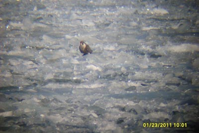 Pereguine on the ice