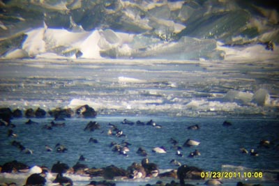 Waterfowl in the hotwater