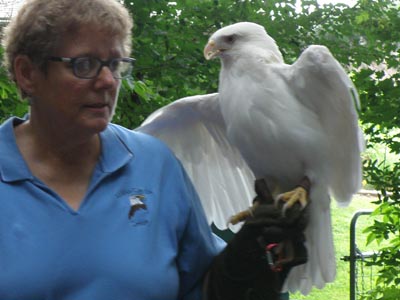 Leucistic Red-Tail Hawk