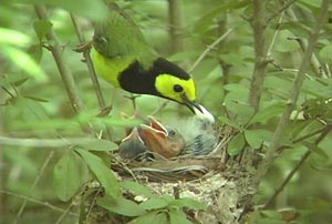 Male Hooded Warbler feeding chicks including one cowbird � Miles Reed