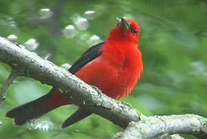 Scarlet Tanager � Miles Reed