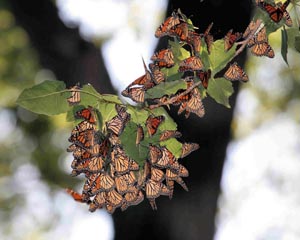 Monarch butterflies resting during migration at Dike 14 � Dave Lewis