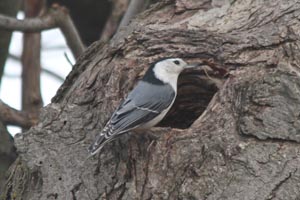 White-breasted Nuthatch � Georges Darris