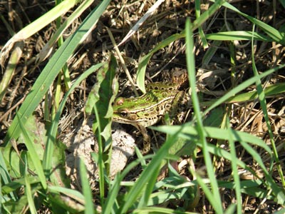Leopard Frog
