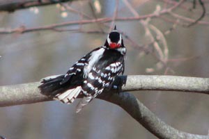 Downy Woodpecker showing tail spots � Page Stephans