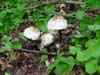 Mushroom  Paula Lozano