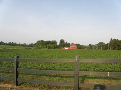 Soy bean fields