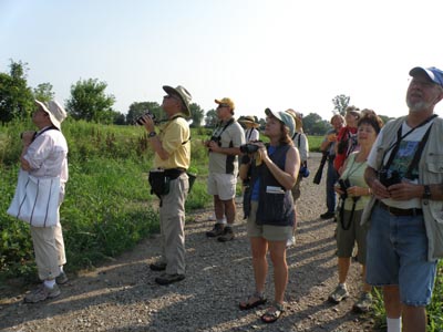 Looking for Dickcissels