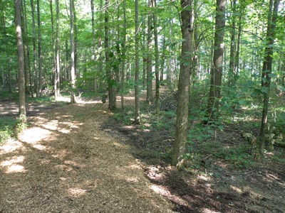 Woodland at Peak