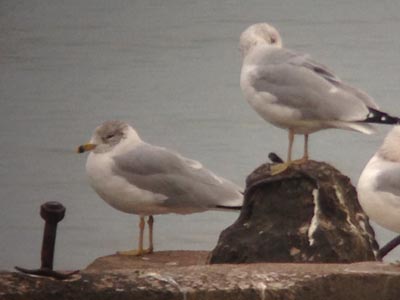 Ring-billed Gulls