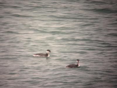 Horned Grebes