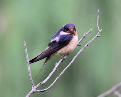 Barn Swallow