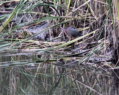 Green Heron