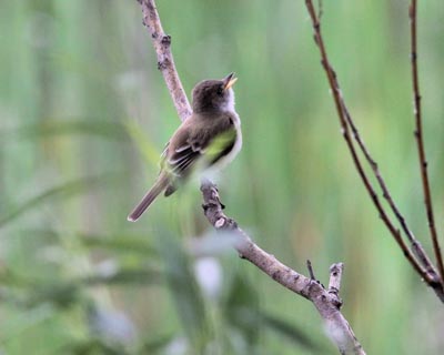 Willow Flycatcher