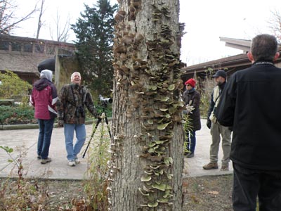 Tall Turkey Fungus