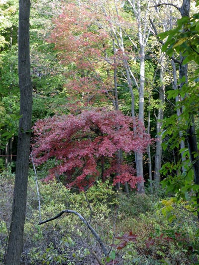 Fall color