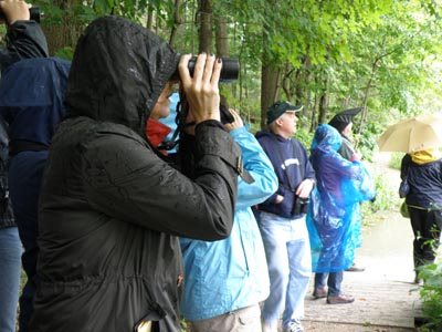 Birding in the rain