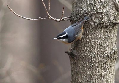 Red-breasted Nuthatch