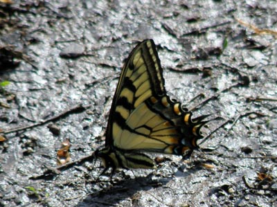 Tiger Swallowtail