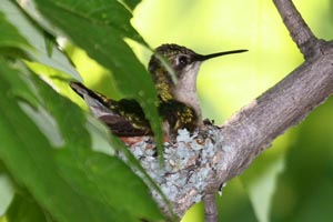 Ruby-throated Hummingbird on nest � Dave Lewis
