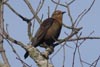 Rusty Blackbird at CVNP Beaver Marsh  Mary Anne Romito