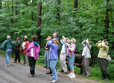 Birders birding