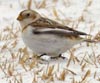 Snow Bunting  Ray Silvey
