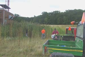 Phragmites patch at West Creek � Terri Martincic