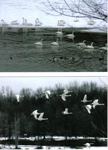 Tundra Swans at Coe Lake Jan. 2007 � Lou Stefanini