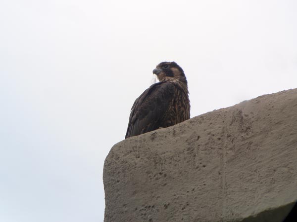 Juvenile Peregrine Falcon at Hilliard Rd Bridge