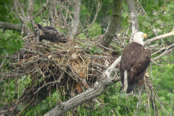 Bald Eagle with chick in Rocky River IBA
