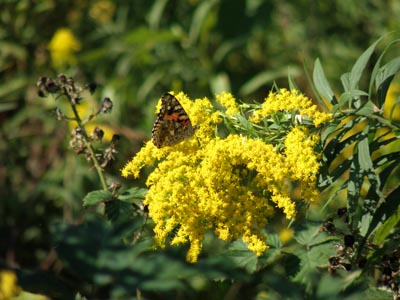 Painted Lady Butterfly