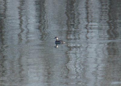 Horned Grebe