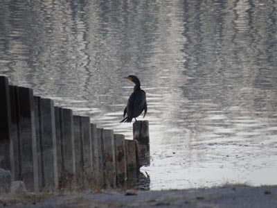 Wellinton Cormorant