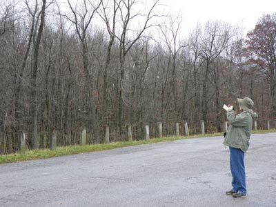 Birding the woodline