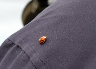 Ladybug