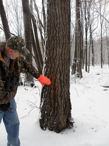 Pileated Woodpecker evidence