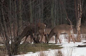 White-tailed deer