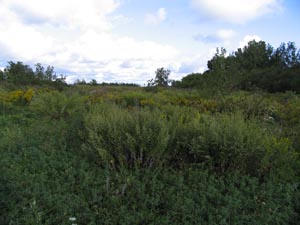 Field habitat at Dike 14 CFC