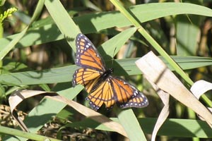 Viceroy butterfly at Dike 14 � Mary Anne Romito
