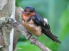 Juvenile Barn Swallow  Page Stephens
