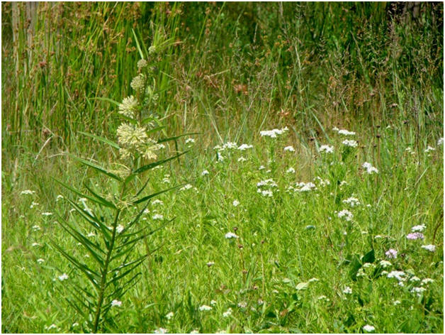Tall Green Milkweed
