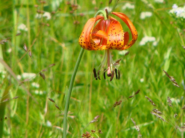Michigan Lily